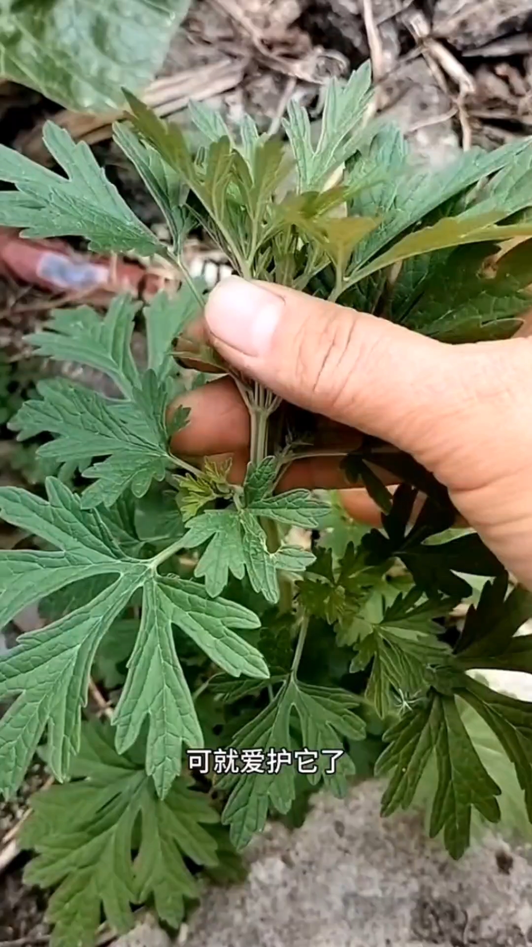 你的家乡见过这种植物吗