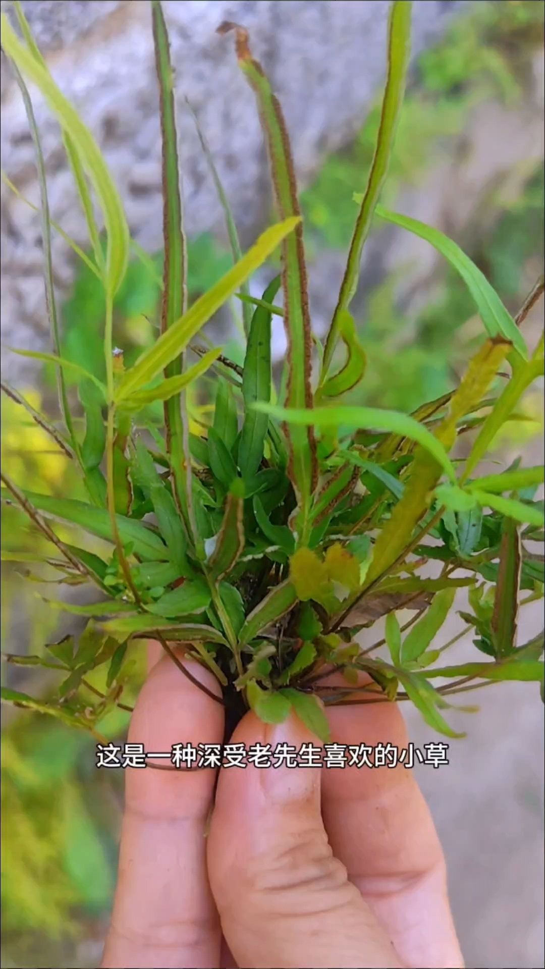 这是一种老先生喜欢的小草，它叫鸡尾草