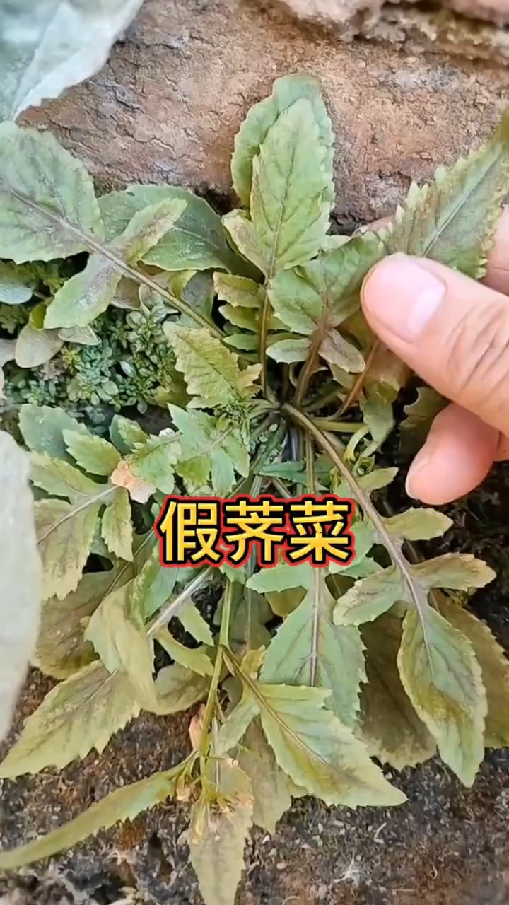它可不是荠菜哦