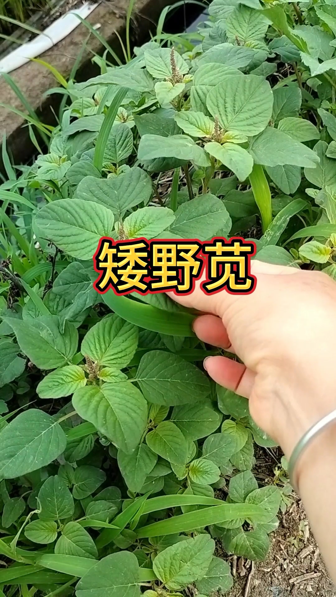 这是广东人喜欢吃的野苋菜