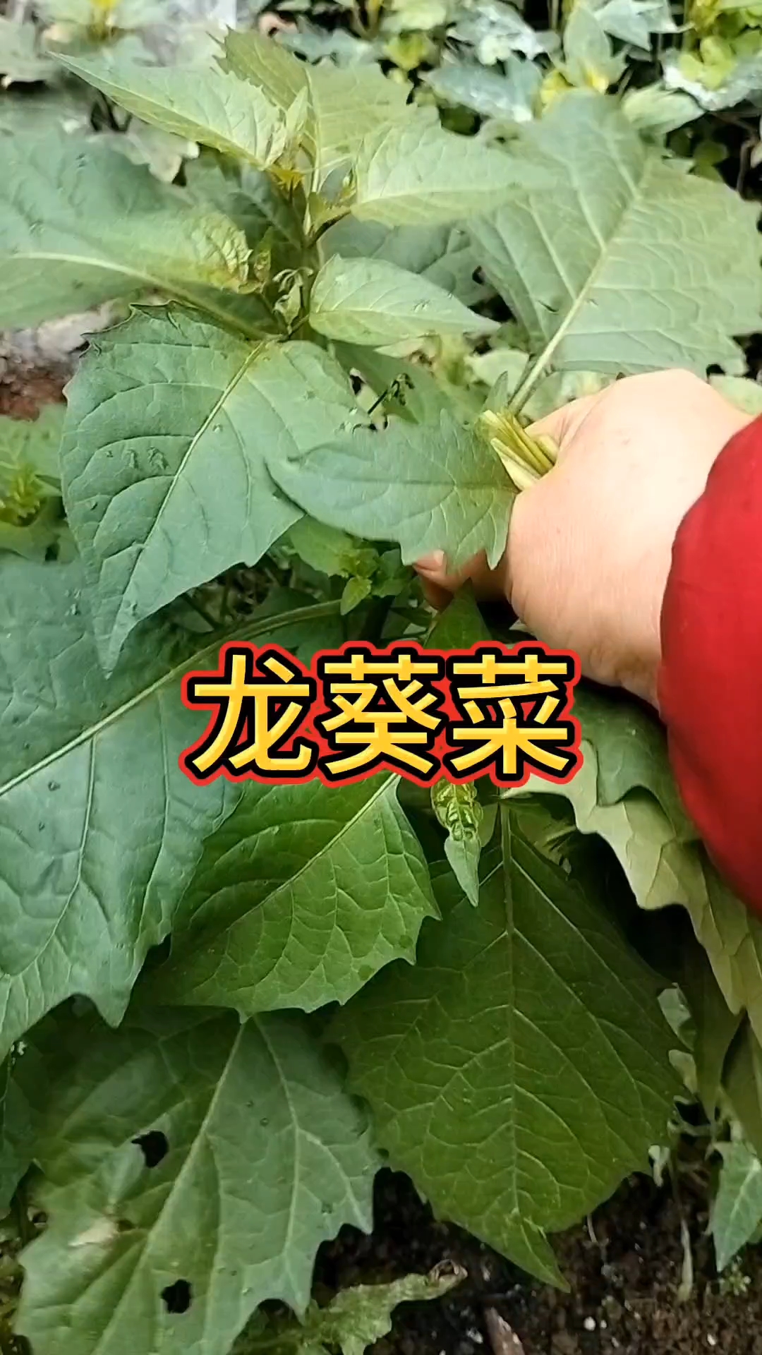 龙葵菜,又叫黑天天,日头菜等等,你吃过吗