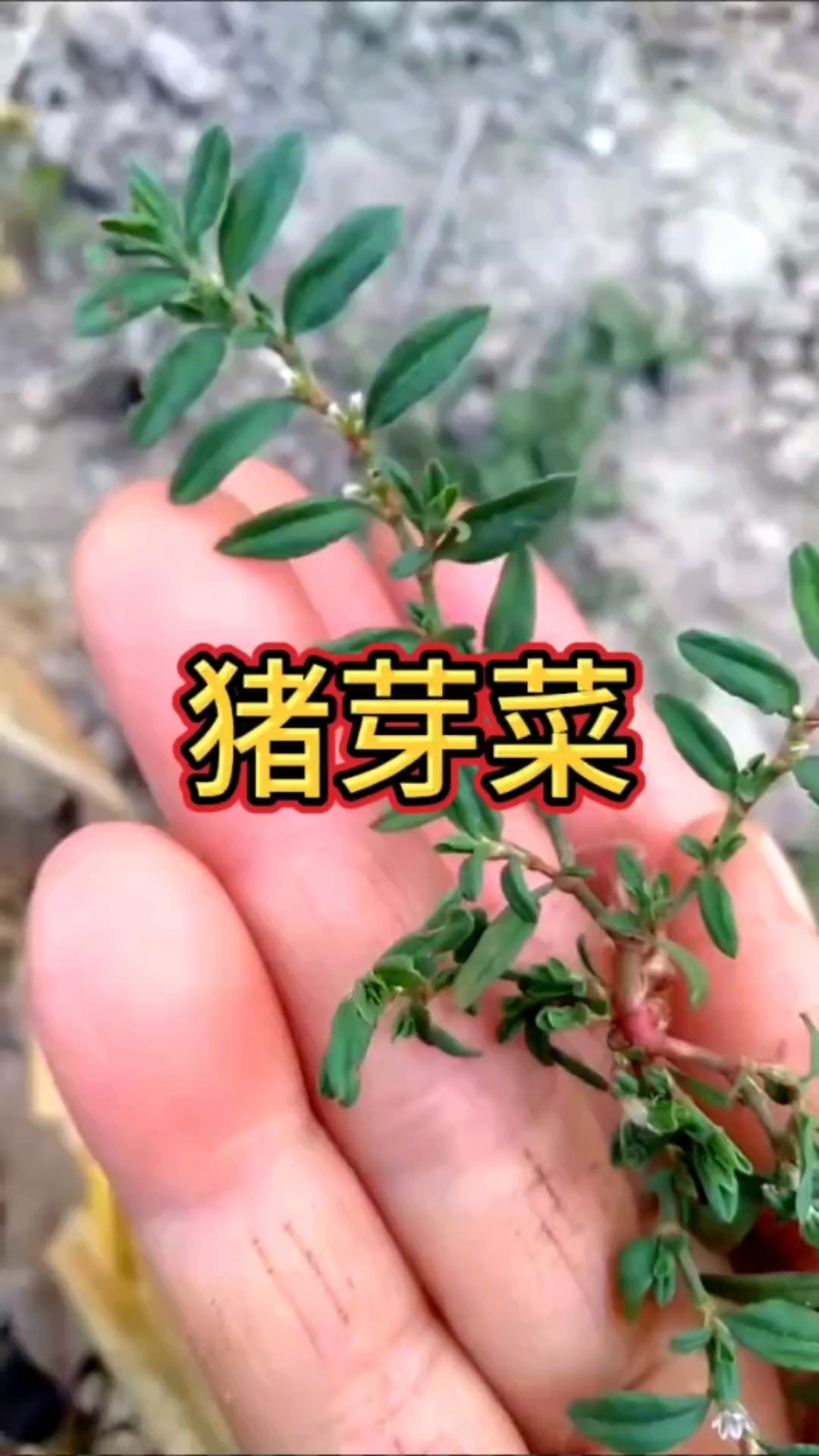 你的家乡有猪芽菜吗?