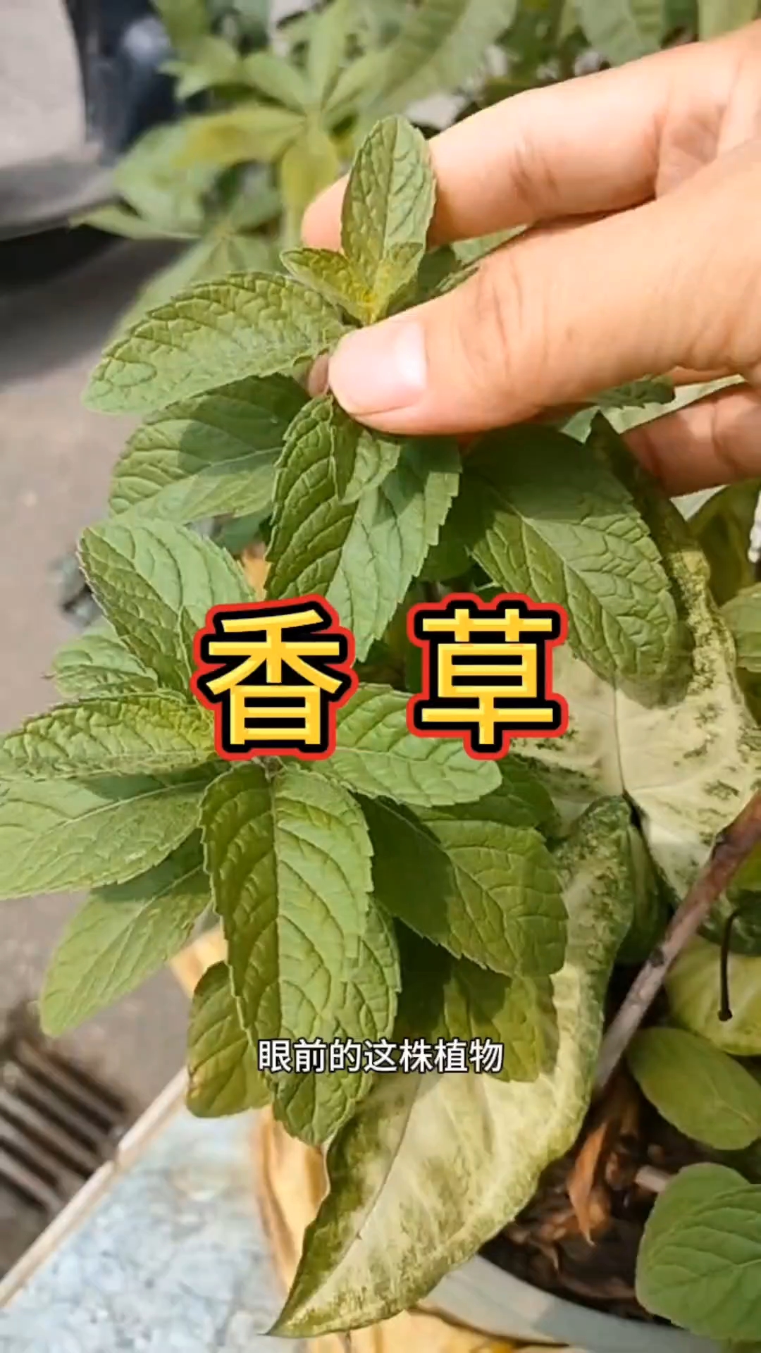 鱼香草,你见过吗