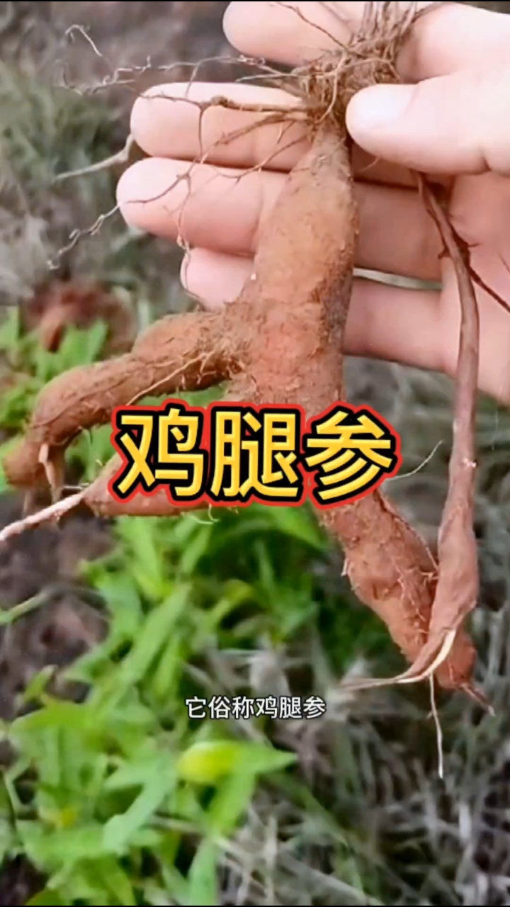 这是出了名的好药材，俗称鸡腿参