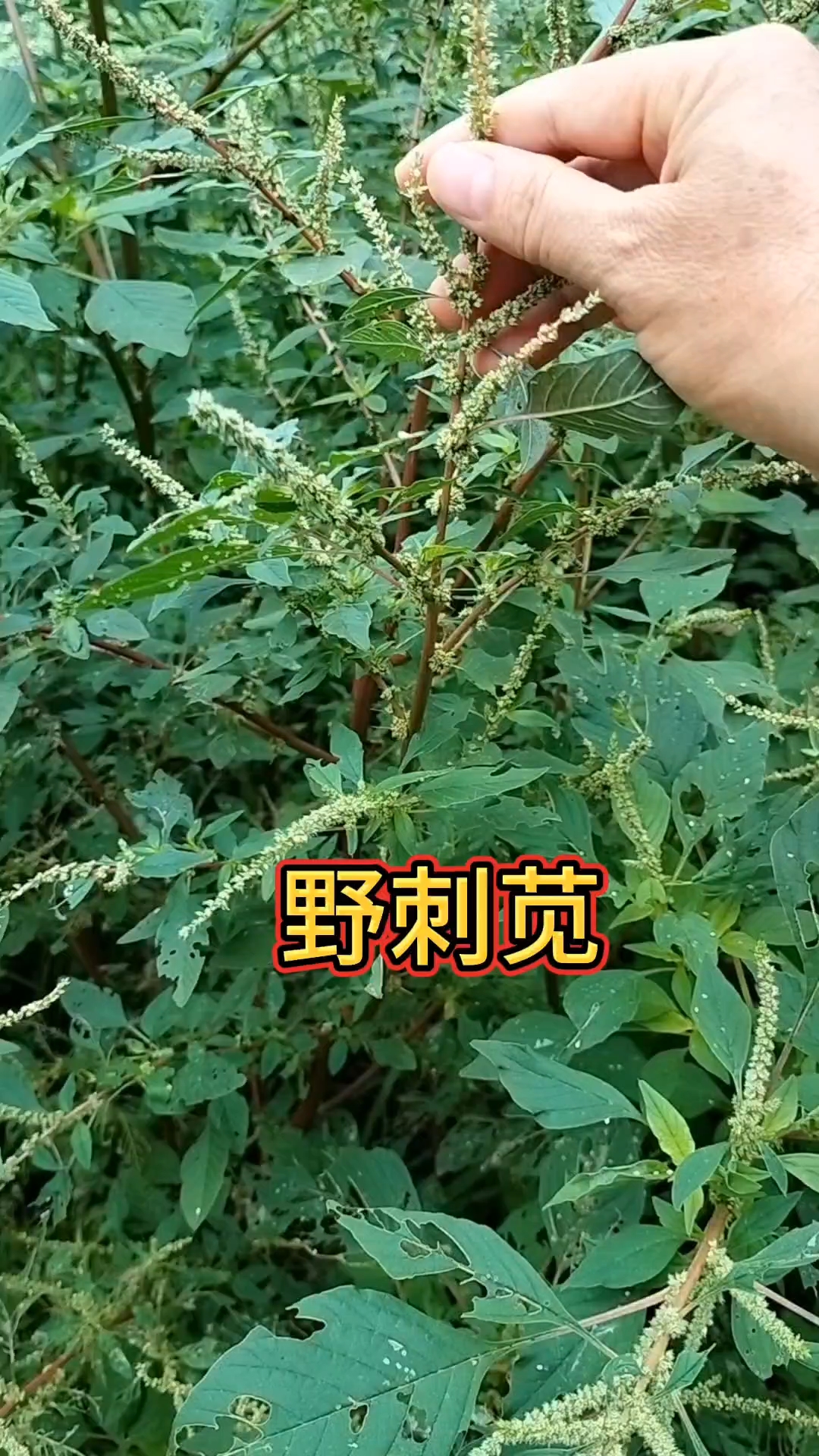你的菜园里有野刺苋菜吗?