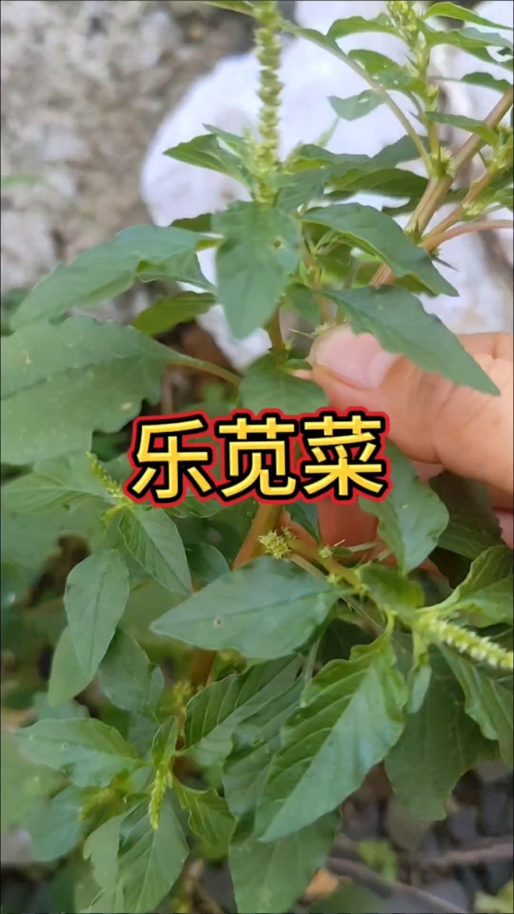 刺苋菜也叫乐苋菜