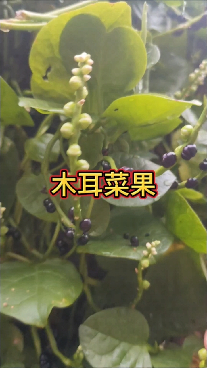 木耳菜结果了,你采摘过它的果实么