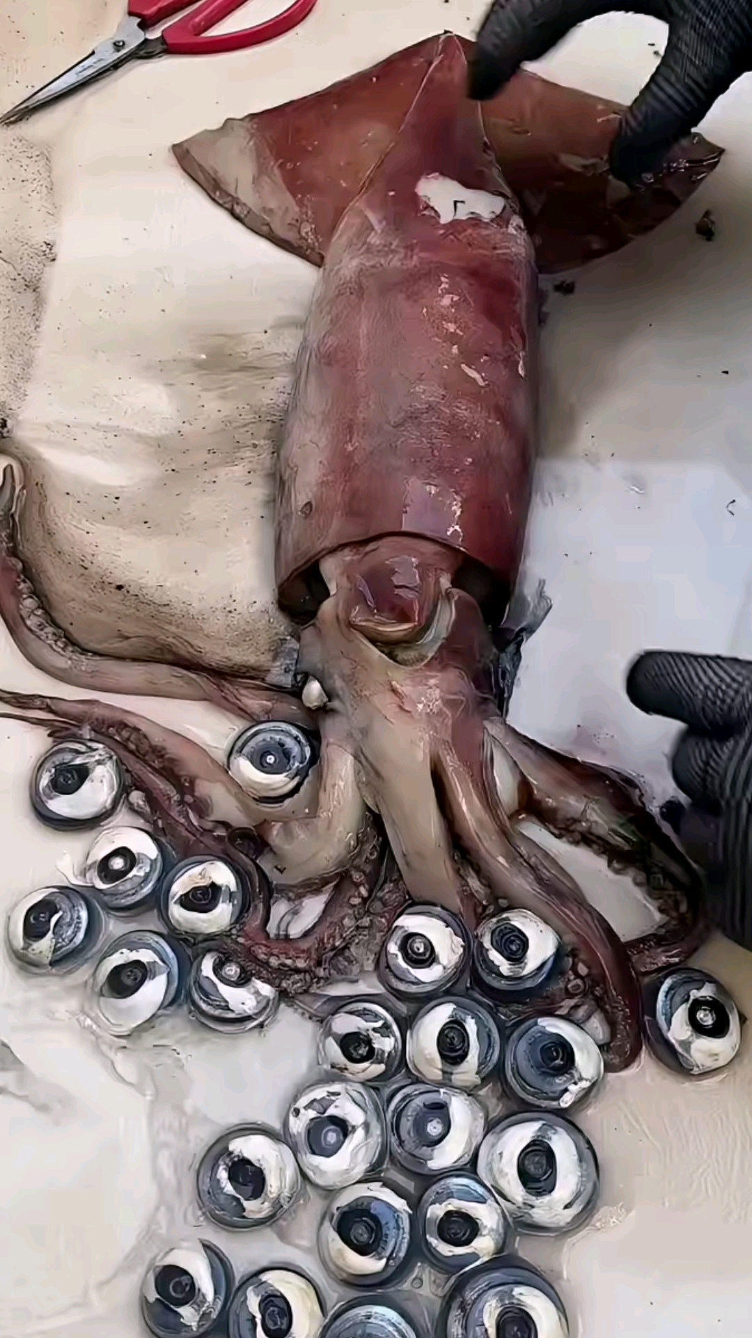 大鱿鱼正确的清理方法应该是这样的!