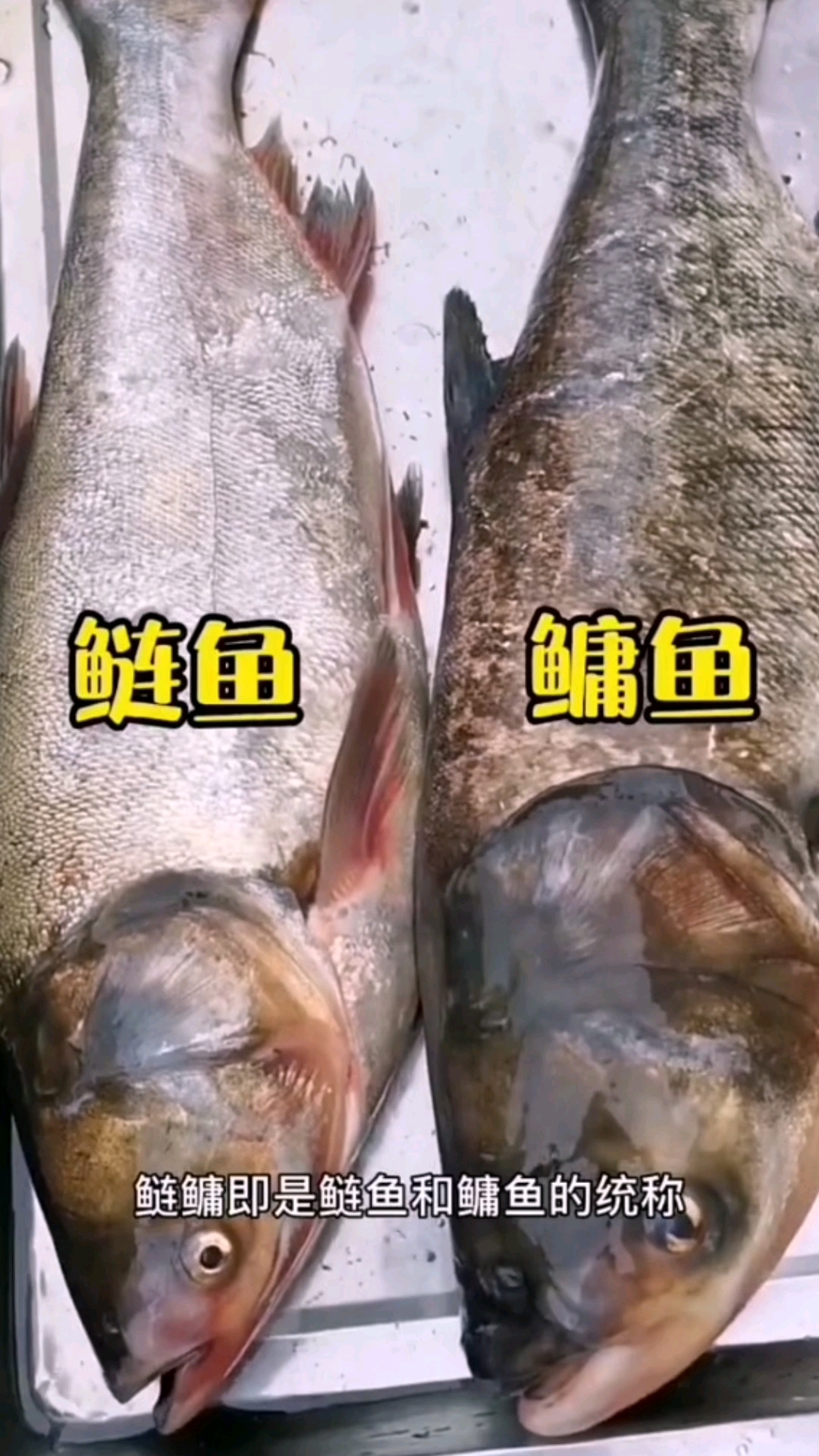 白鲢和花鲢有什么区别？是同一种鱼吗？