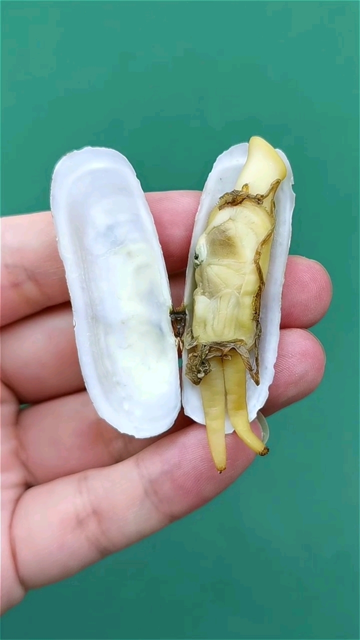 蛏子最正确的吃法应该是这样的!