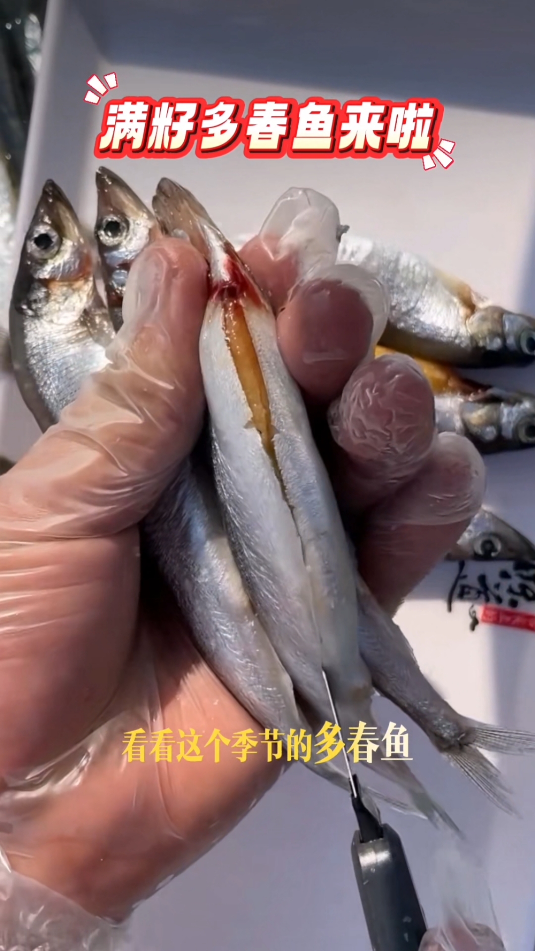 条条满籽大大号多春鱼!