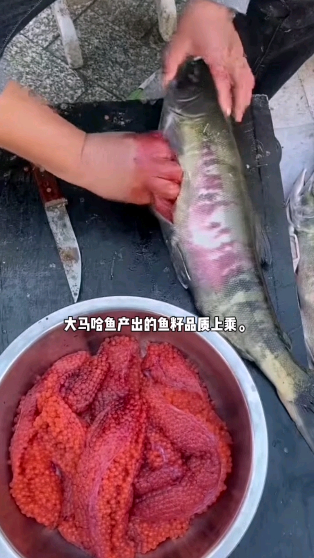 “大马哈鱼”的鱼籽都是这样被取出来的!