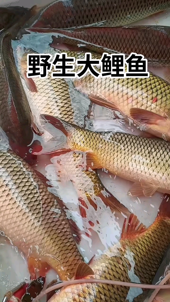黄金大鲤鱼!!!纯野生!!!
