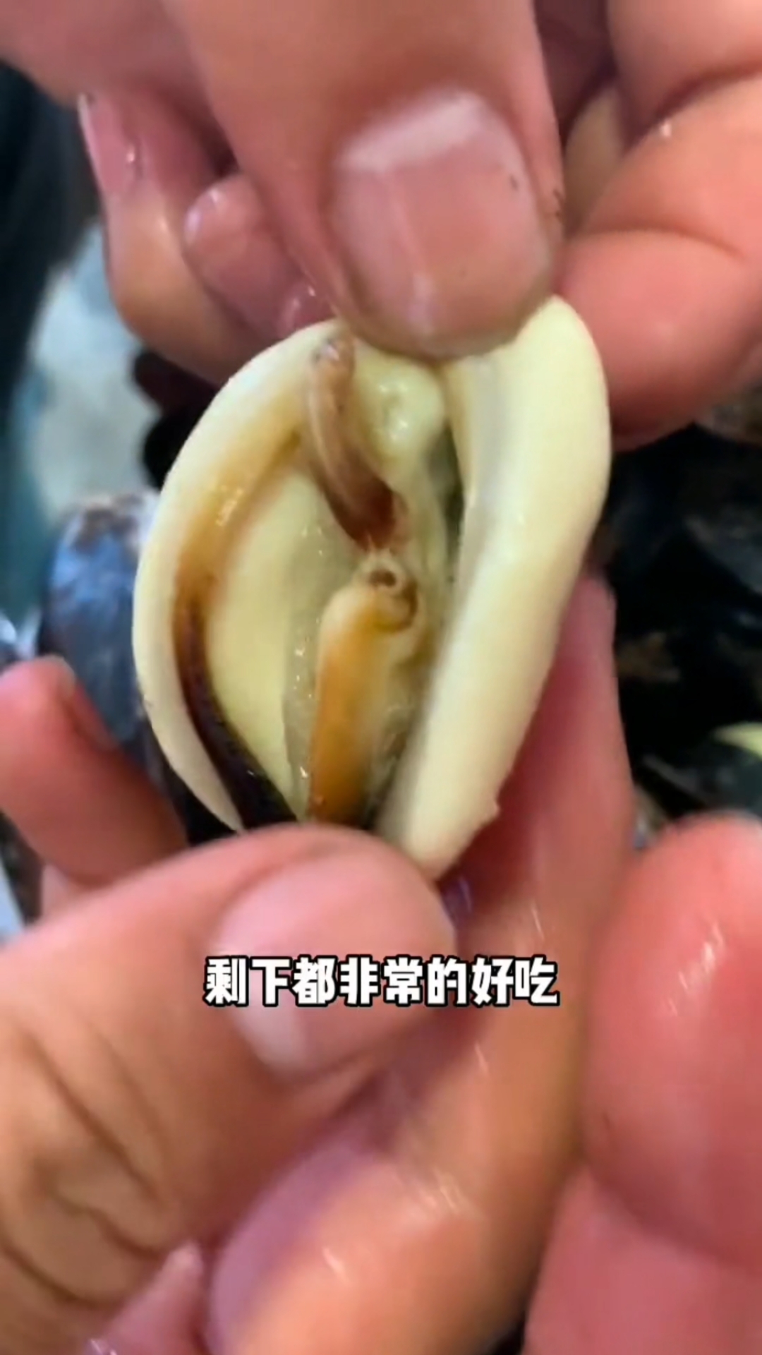 这是青口贝,不是海虹,看它的根就知道!