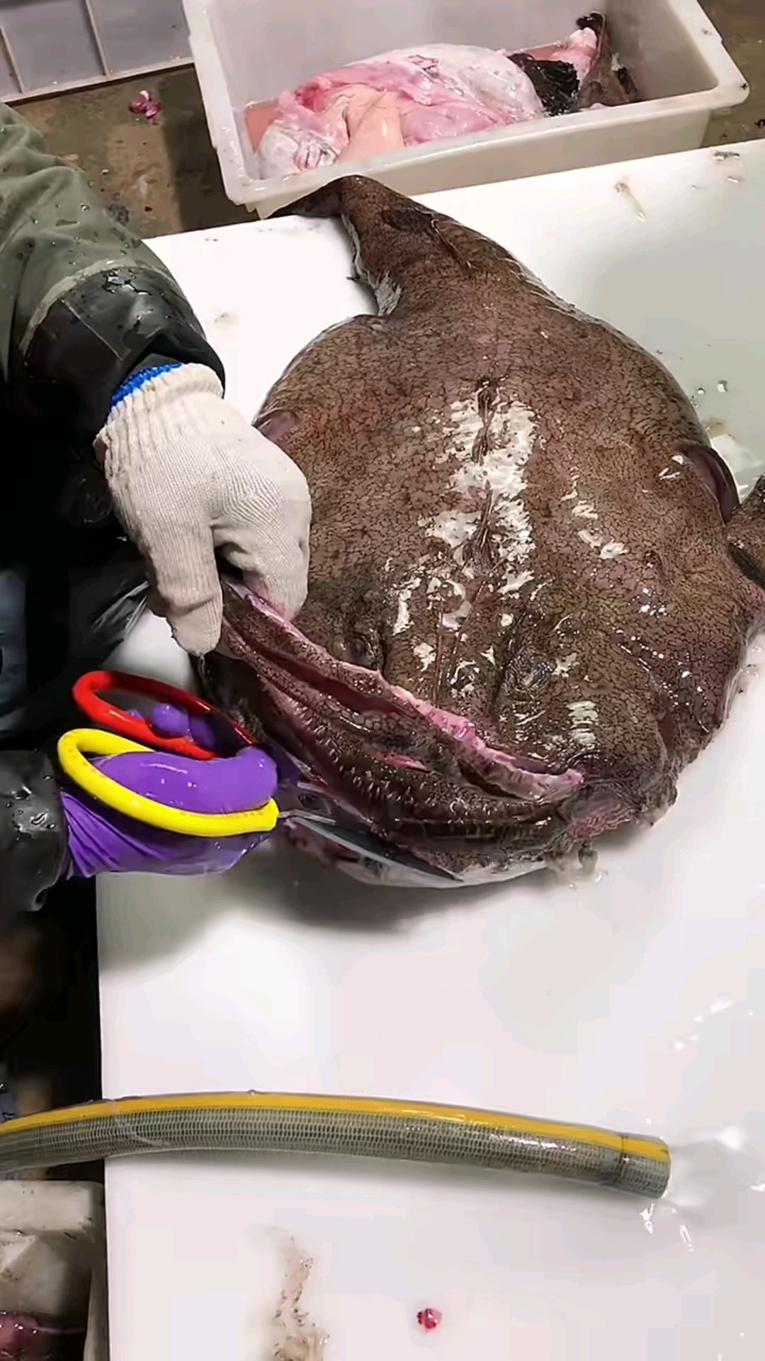 安康鱼正确的清理方法应该是这样的!