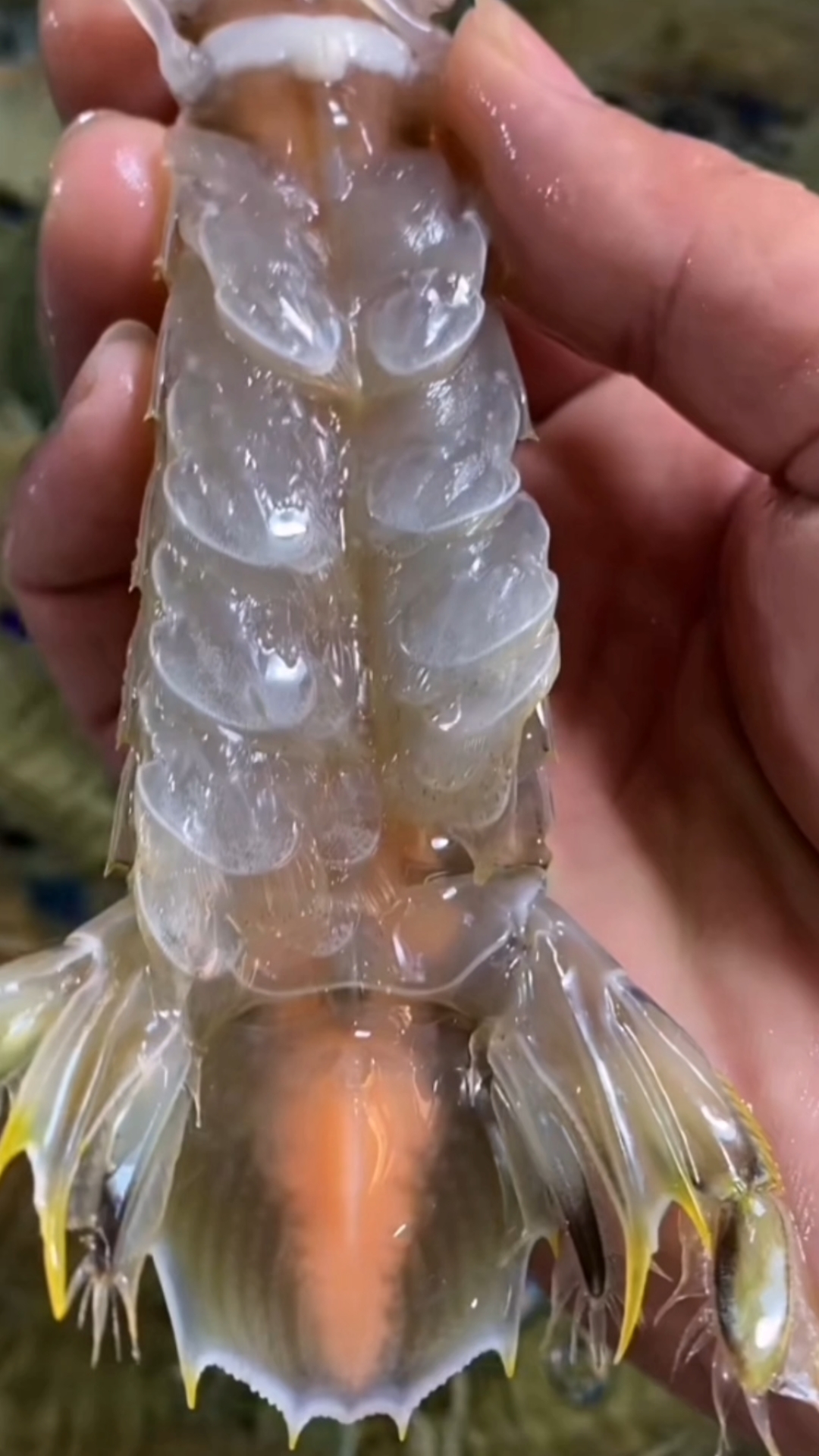 北海特大皮皮虾,富贵虾!