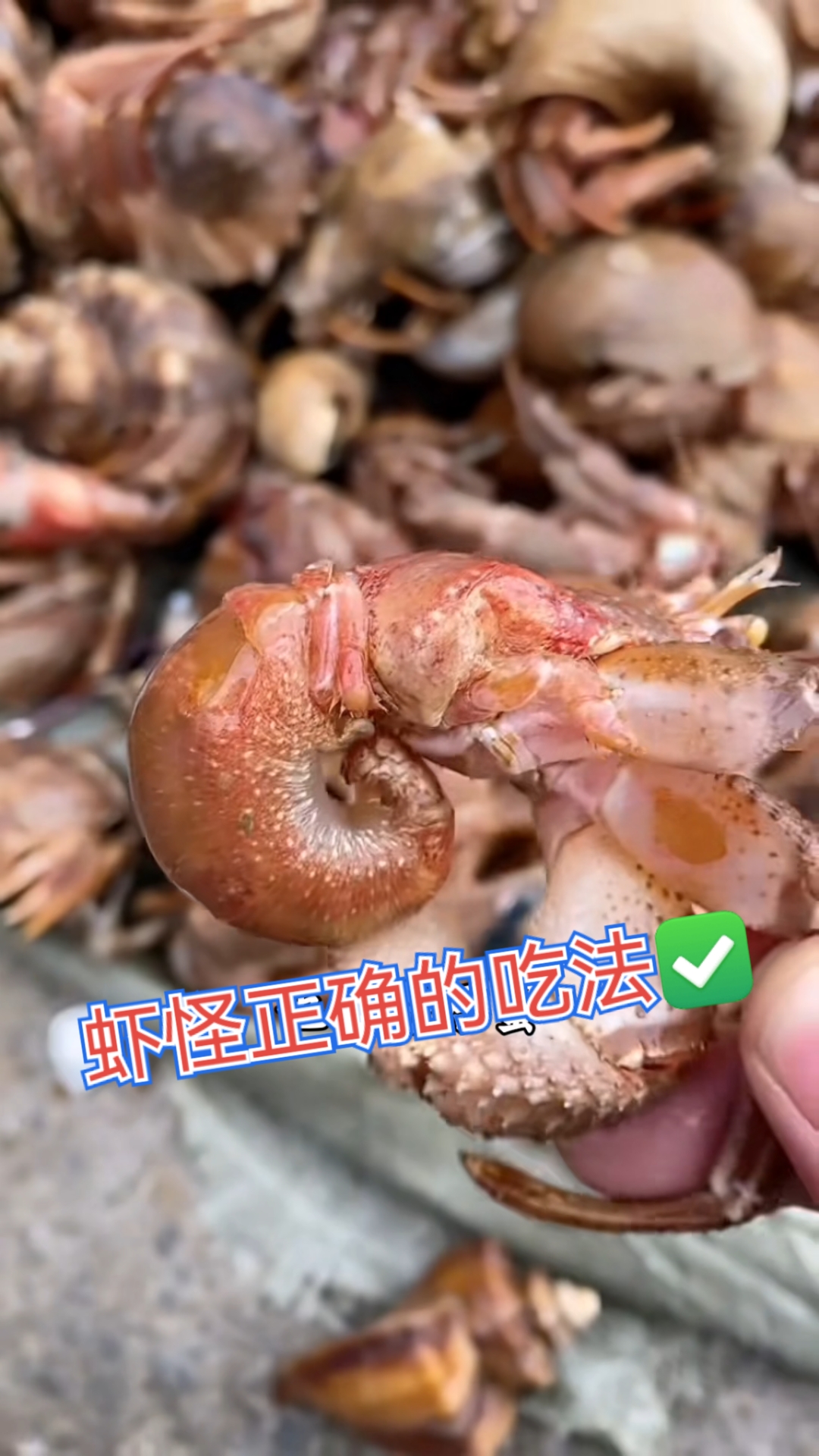 虾怪也叫寄居蟹,正确的吃法应该是这样的!