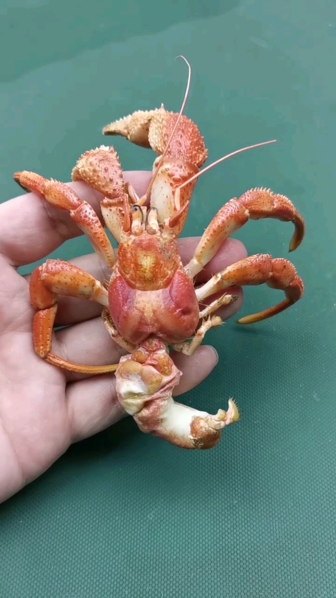 虾怪寄居蟹正确的吃法应该是这样的!