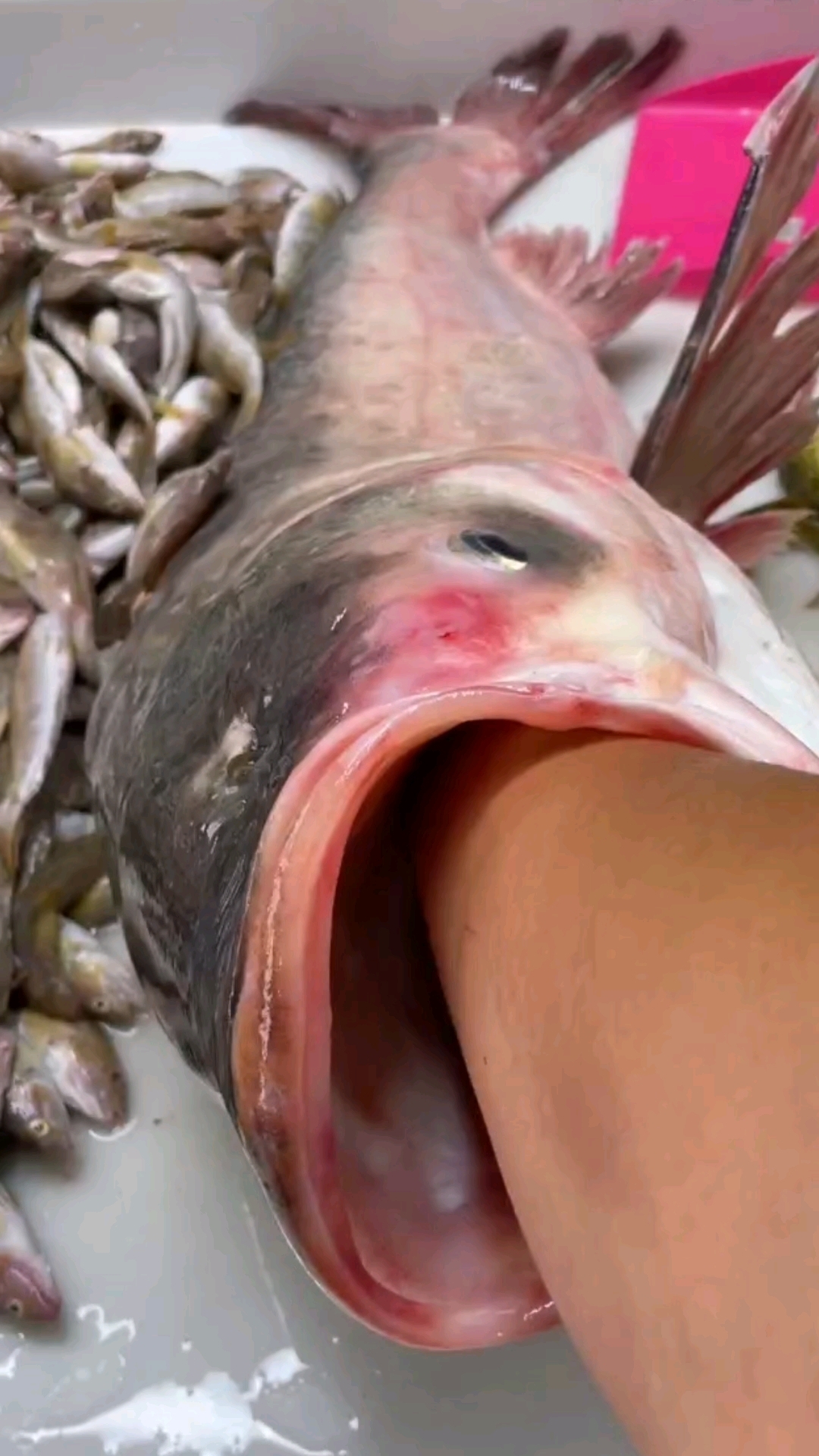 一个拳头轻松放进鱼嘴里看看这微山湖特大的胖头鱼花鲢鱼有多大!