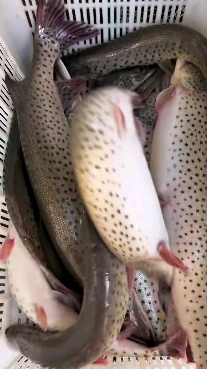 产自美丽的乌苏里江黑斑狗鱼!