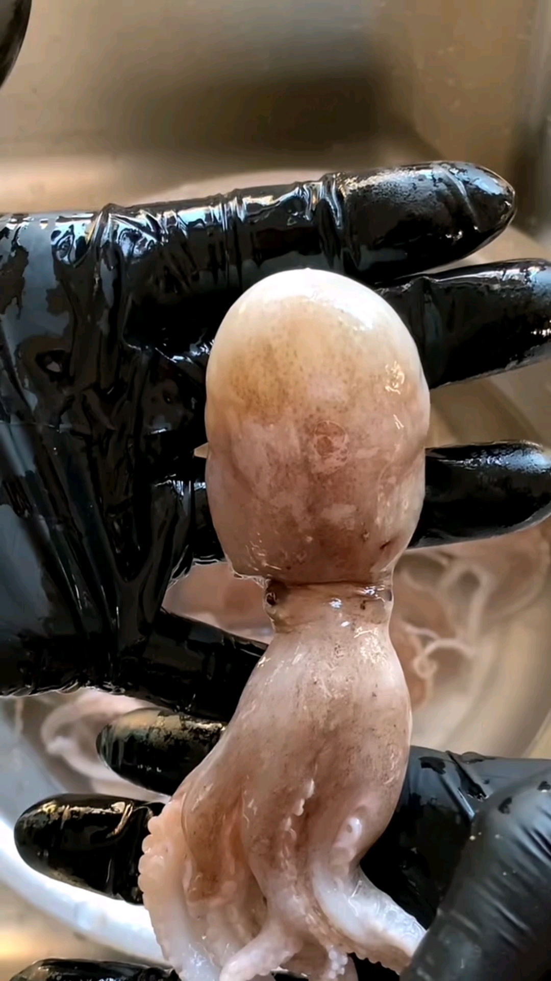 八爪鱼有的头里边是带籽的!