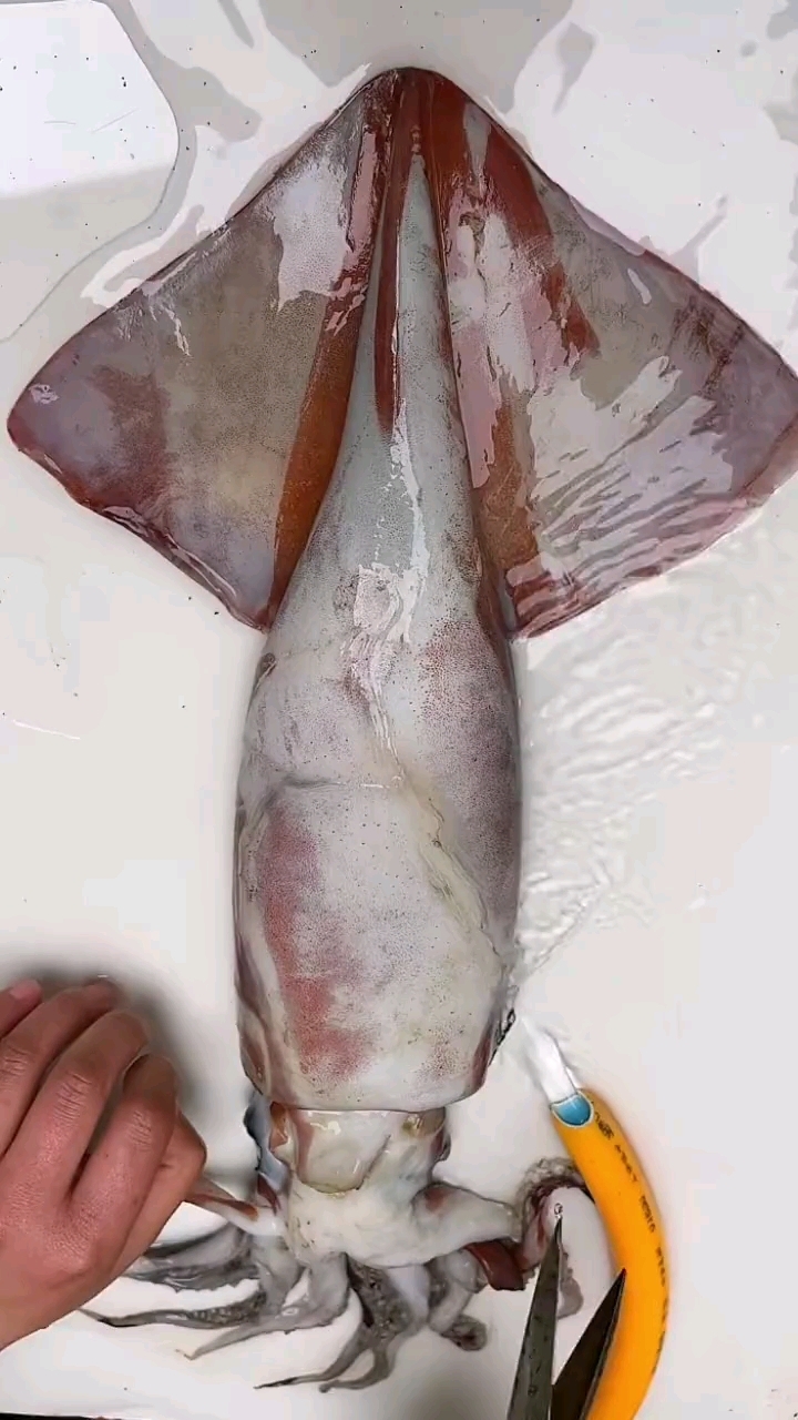 大鱿鱼正确的清理方法应该是这样的!