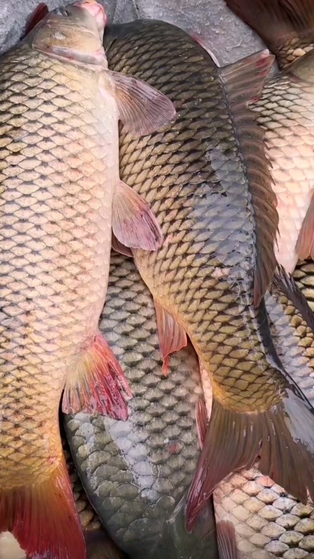 微山湖渔民捕捞黄金大鲤鱼!