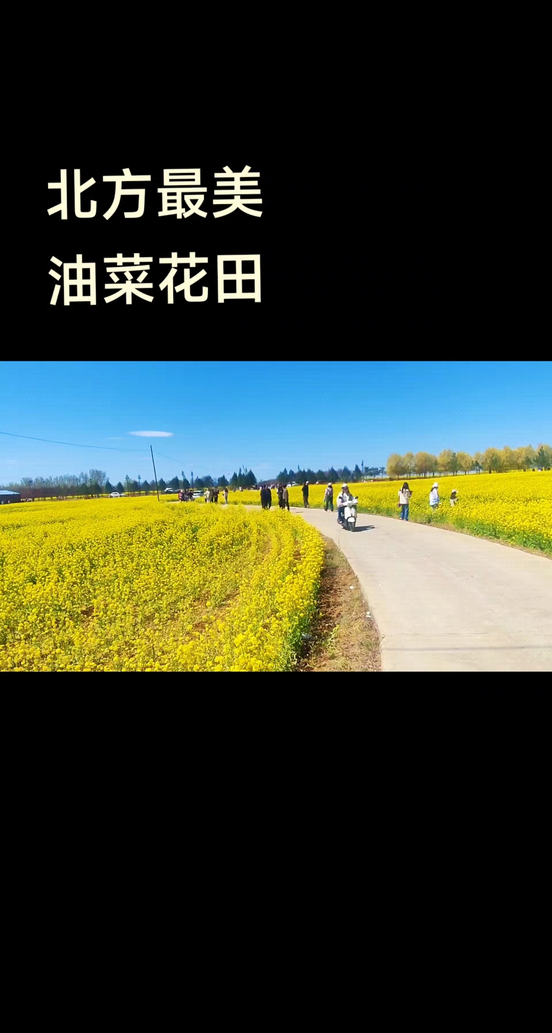 北方最美油菜花田
