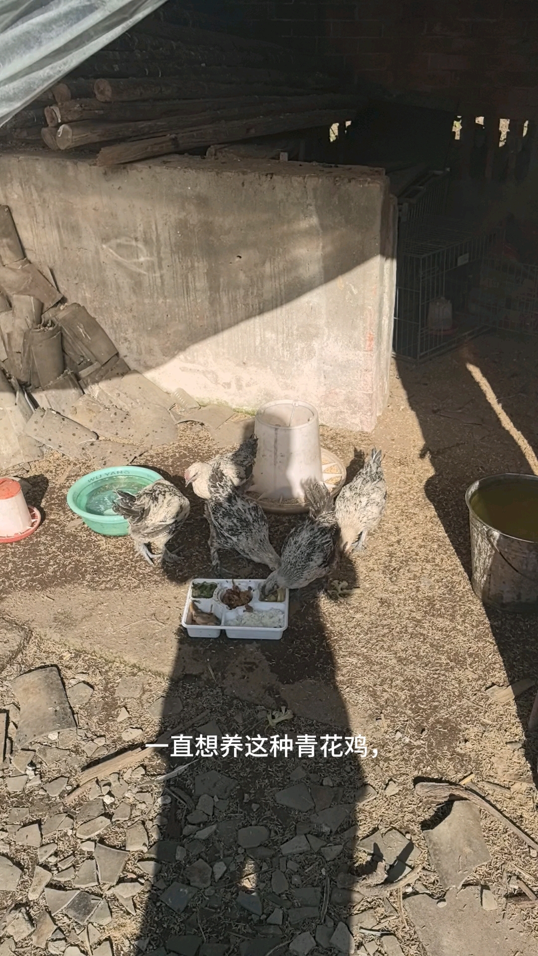 希望这次5只青花鸡能养活
