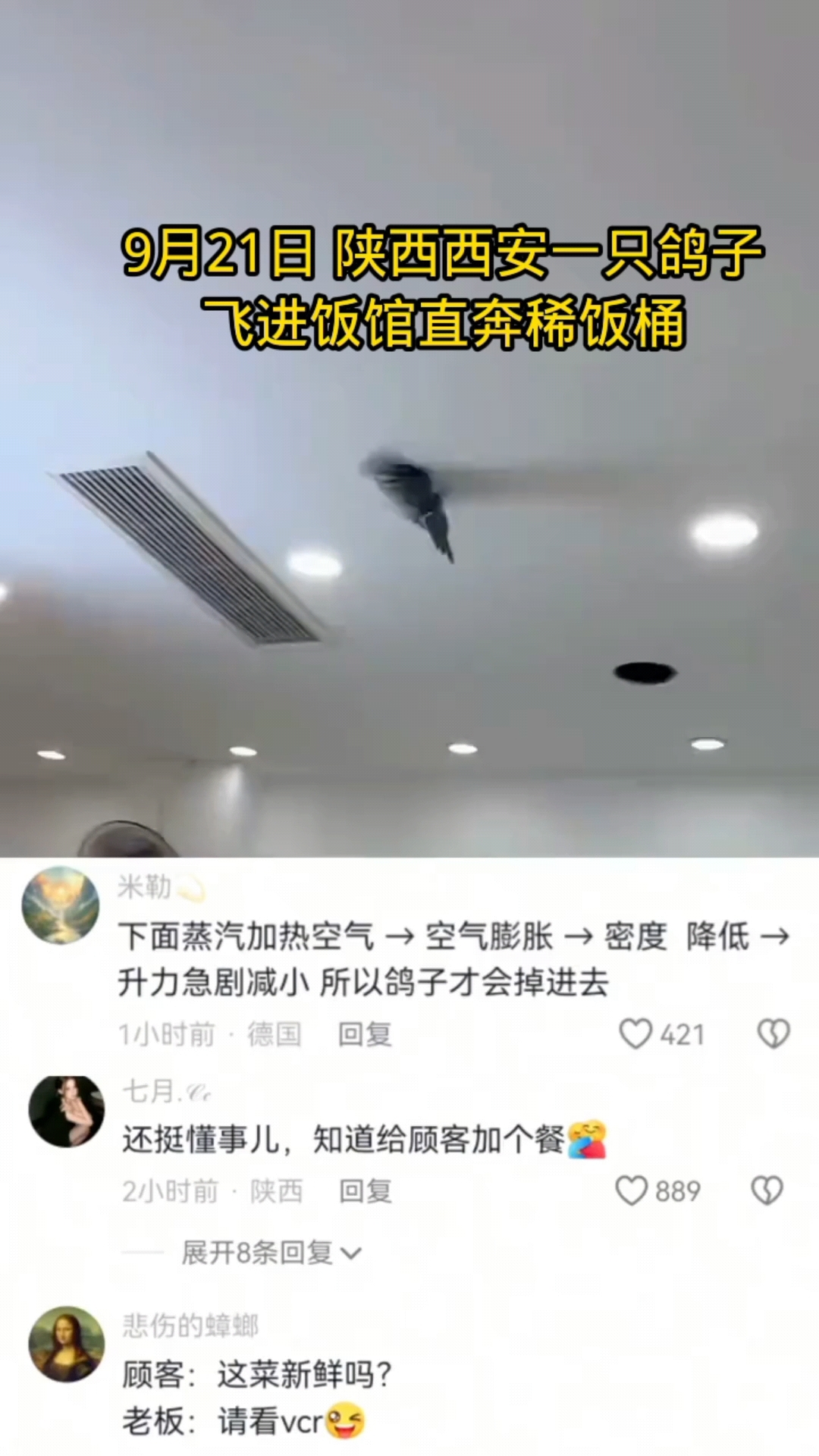 陕西西安,9月21日,一只鸽子飞进饭馆直奔稀饭桶,拍摄过全程