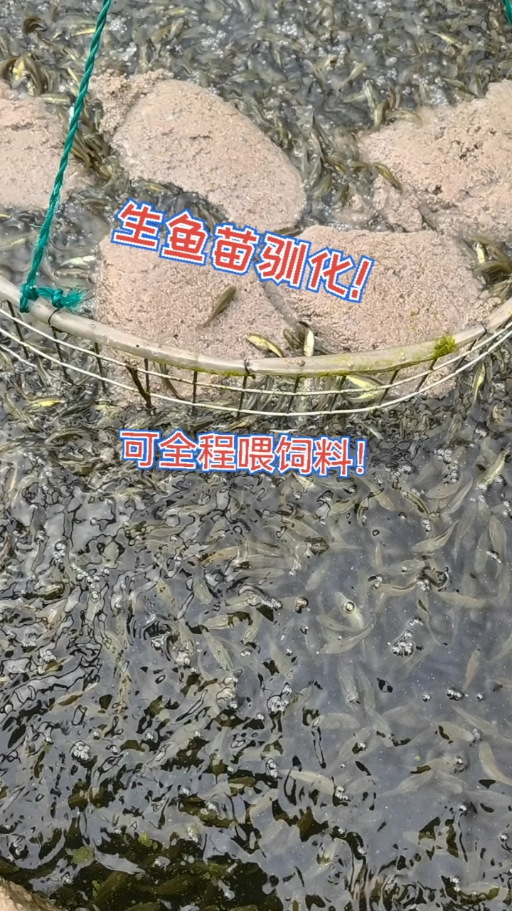 生鱼苗,杂交黑鱼,可以全程饲料喂养,养殖未来可期!