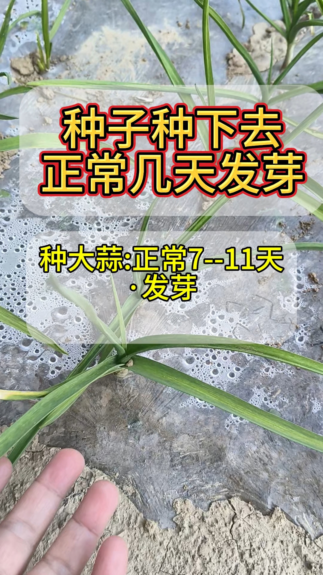 种子种下去正常几天发芽要知道