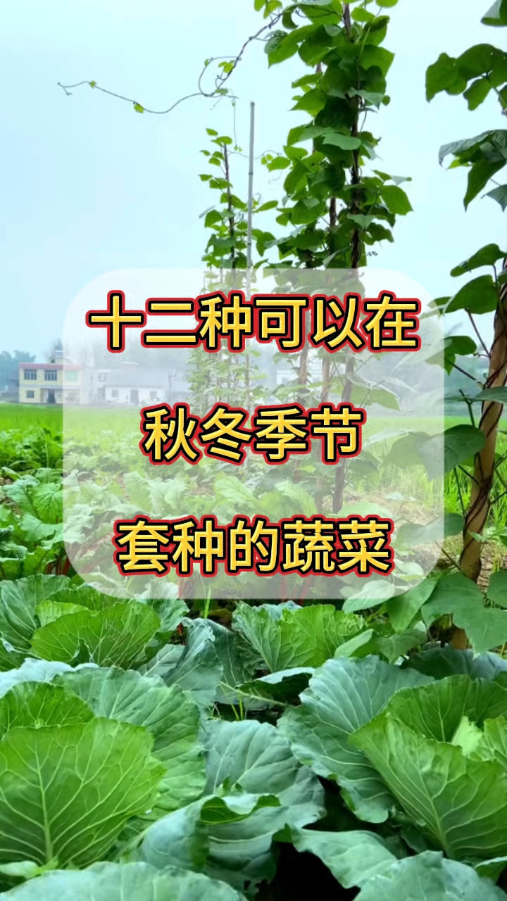 十二种可以在秋冬季节套种的蔬菜