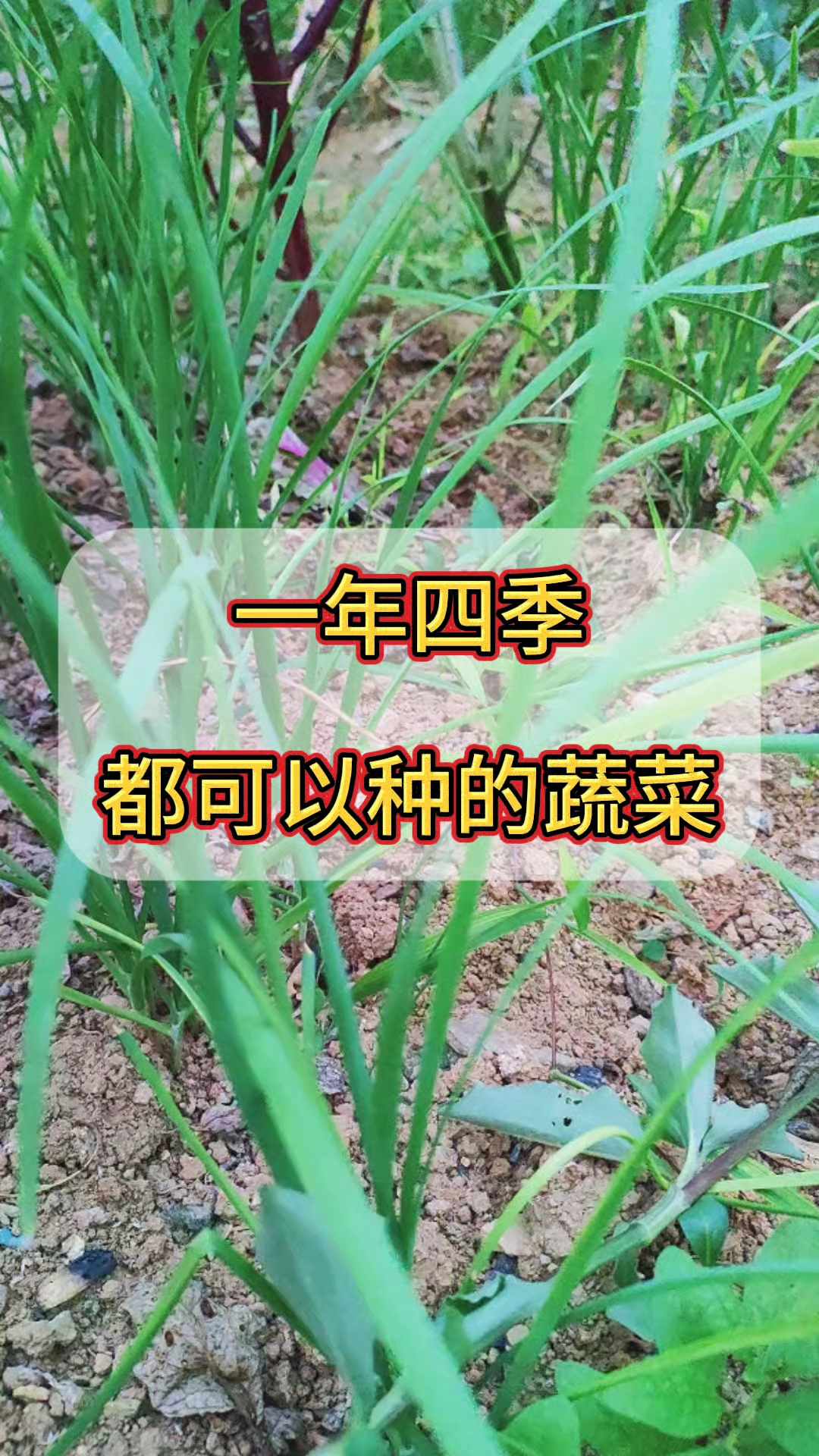 一年四季都可以种的蔬菜