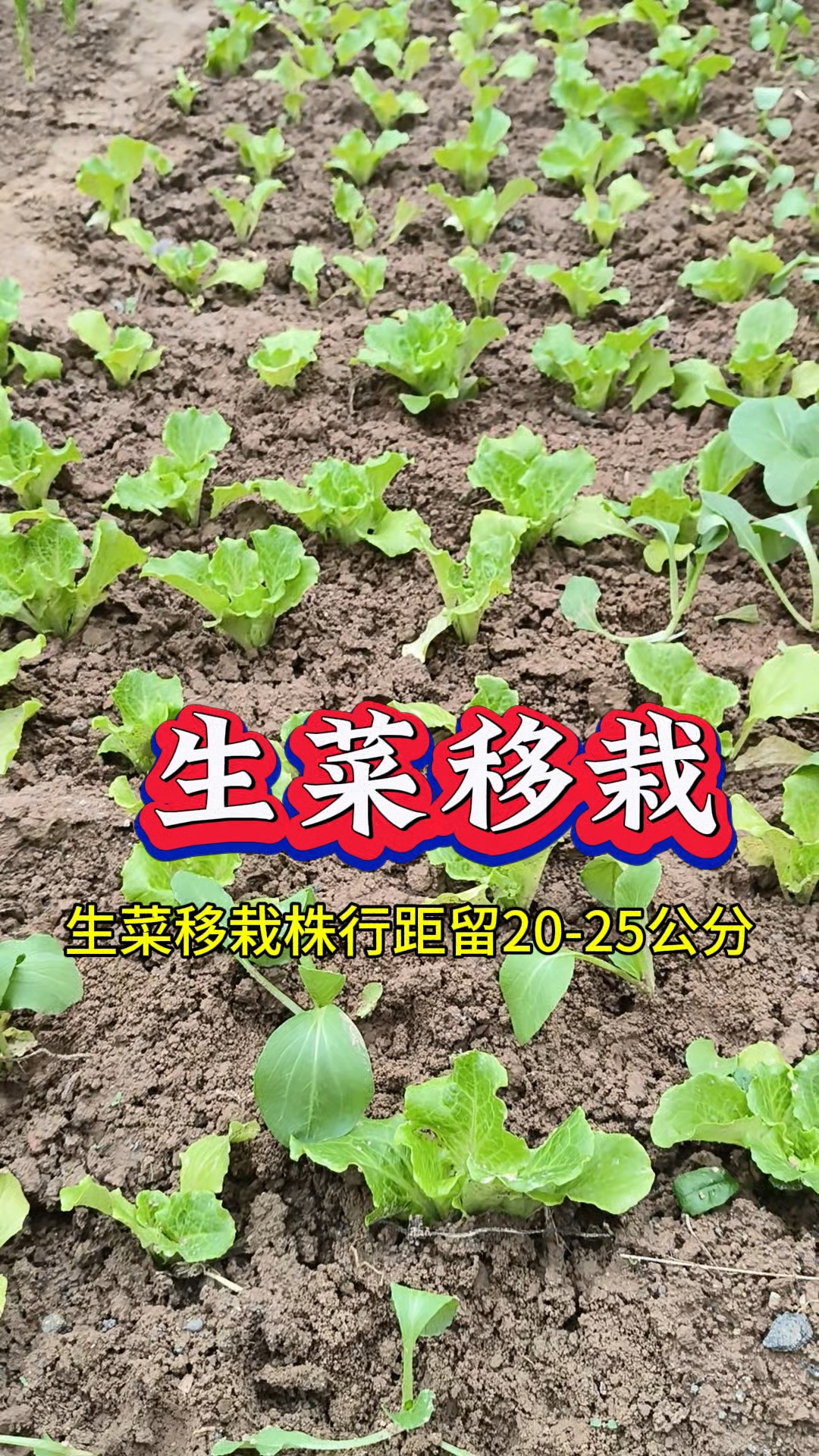 移栽生菜苗要趁早,越早越容易活