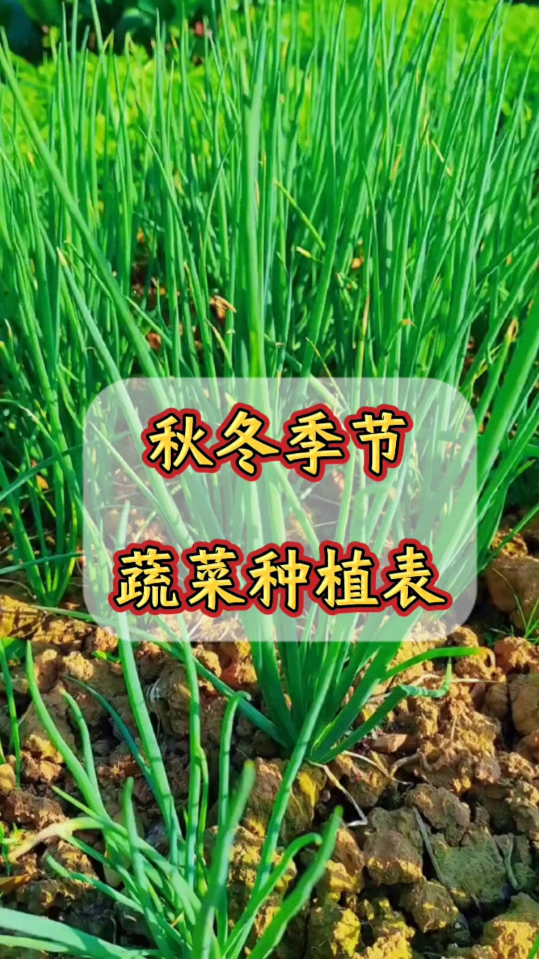 秋冬季节蔬菜种植表