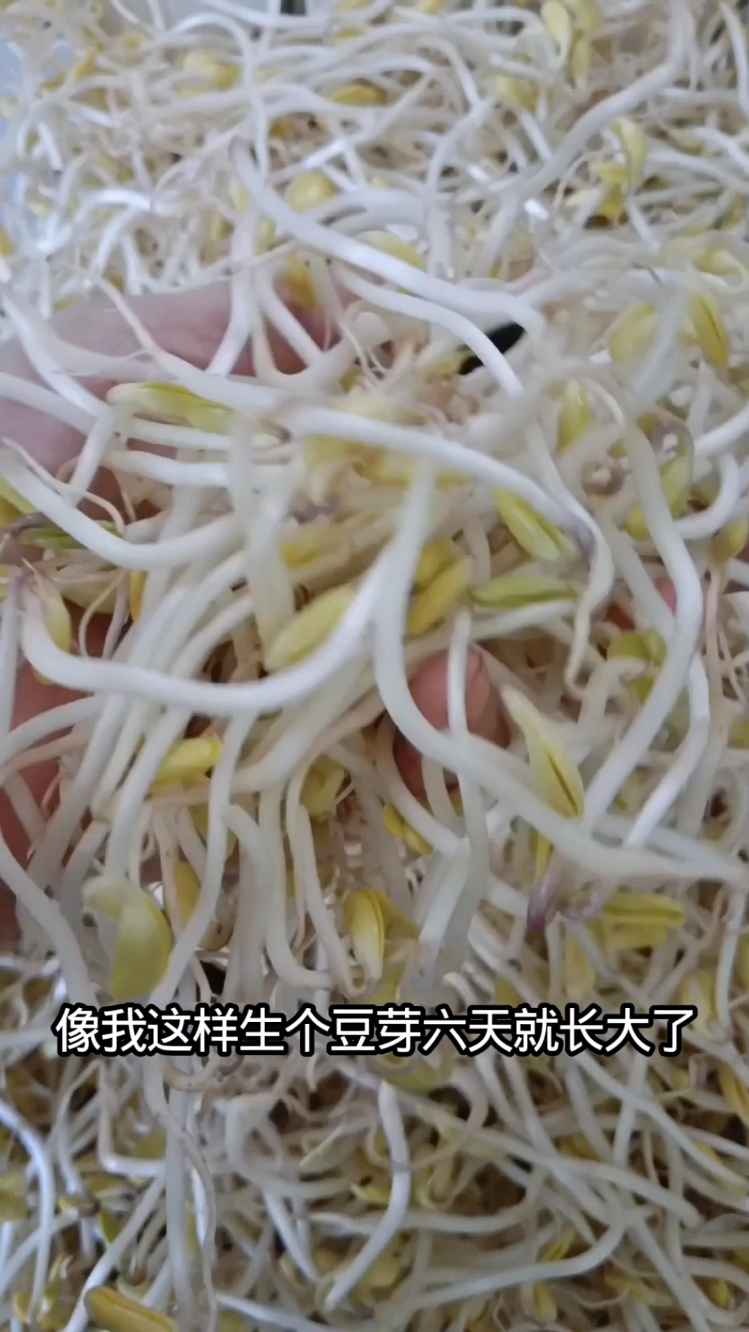 #水培芽苗菜无土栽培 分享家乡美食 #农家传统生绿豆芽详细制