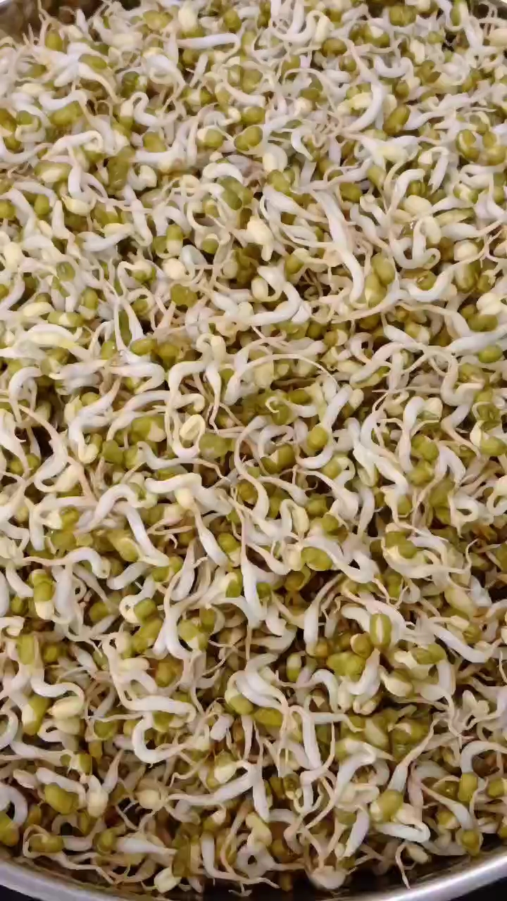 #水培菜心无土栽培 家乡的味道 家乡的特产 #生黄豆芽第四天