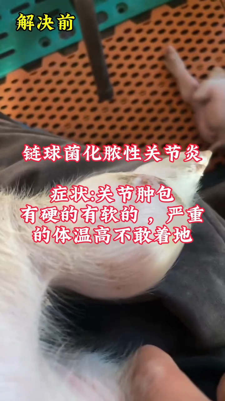 链球菌化脓性关节炎,最佳方案 #猪链球菌关节炎 #猪关节肿大