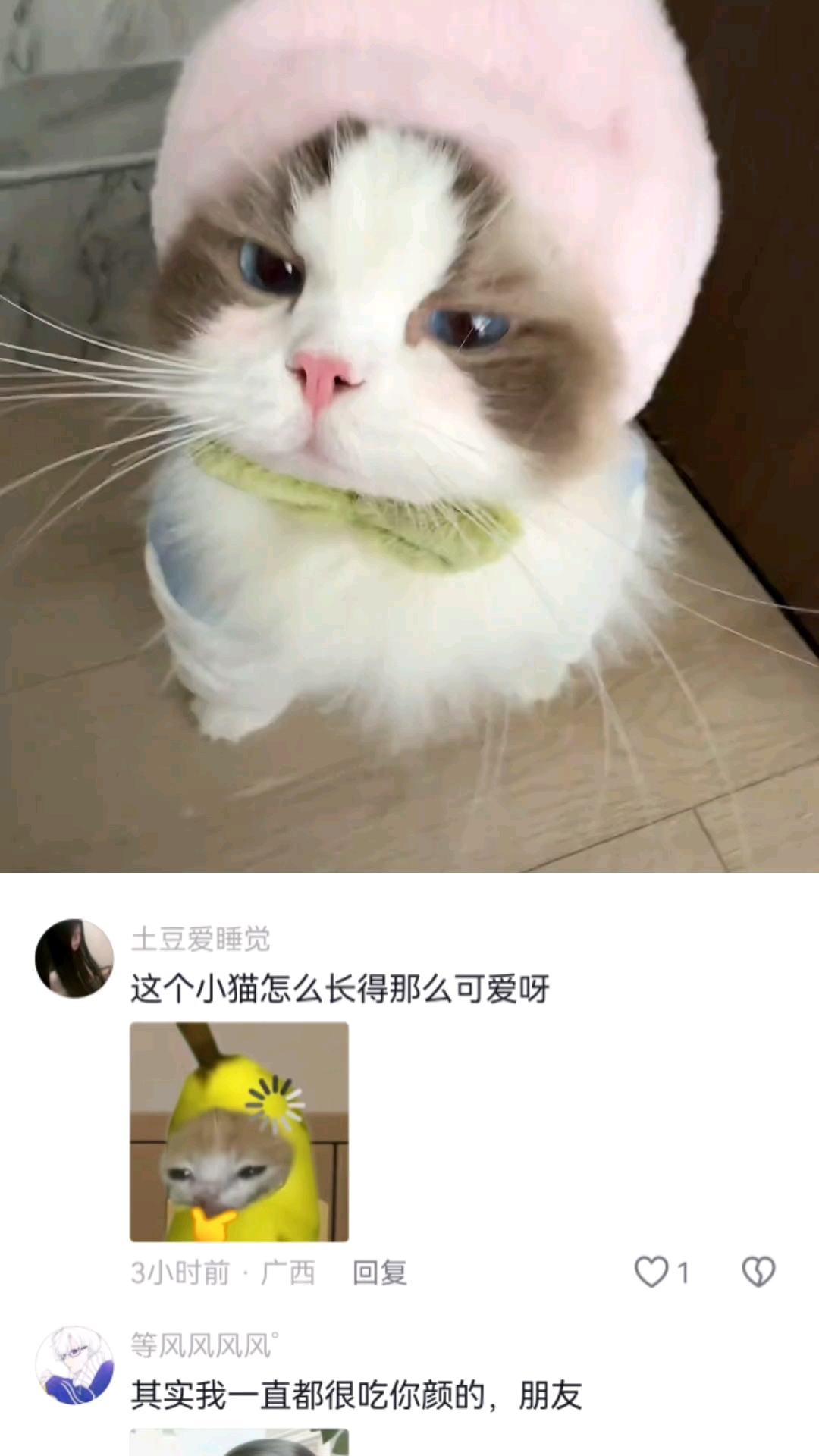 请我喝8月的第一杯奶茶～ #萌宠 #萌宠出道计划 #猫咪 