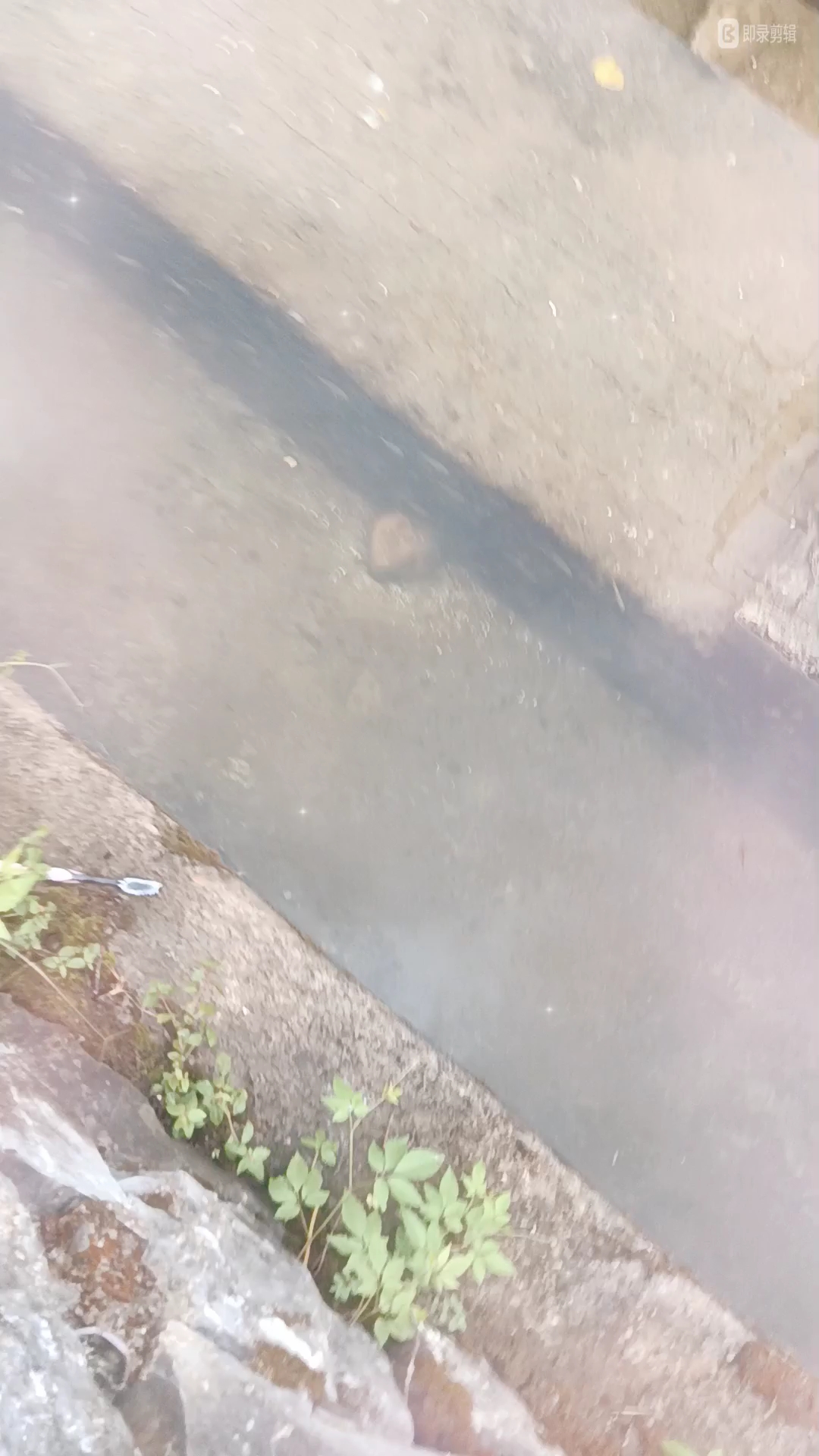 农村河里的小鱼。