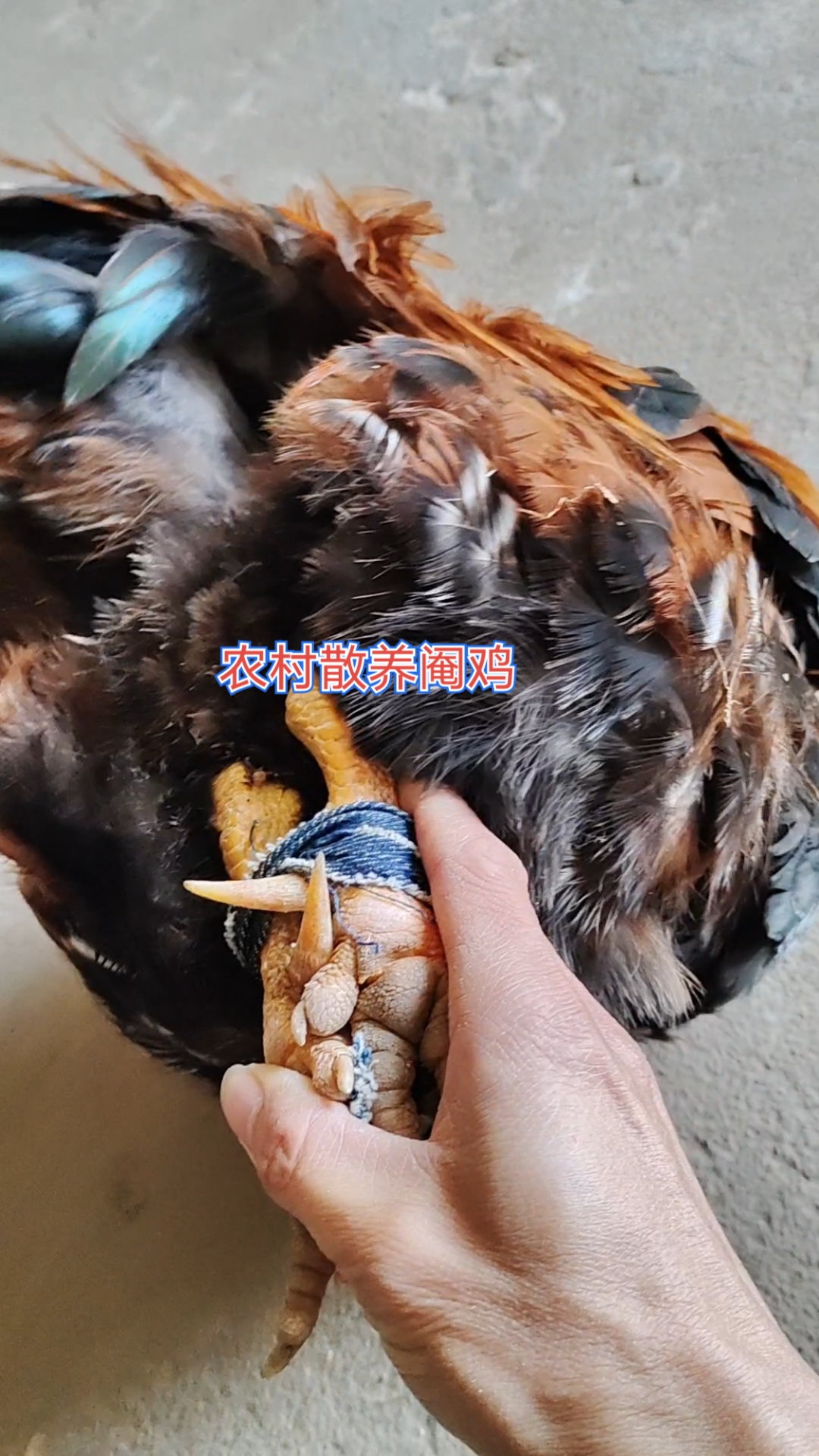 农村阿婆散养老阉鸡三黄鸡都是靓货