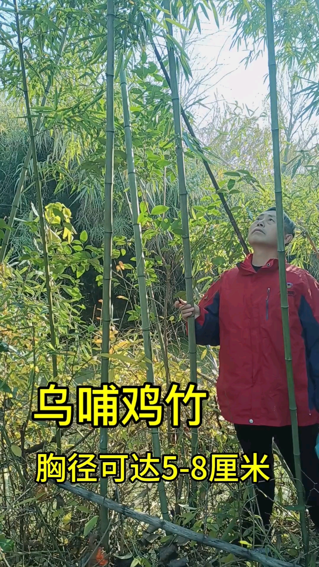 乌哺鸡竹,高大优美四季常绿抗寒笋好吃的竹子