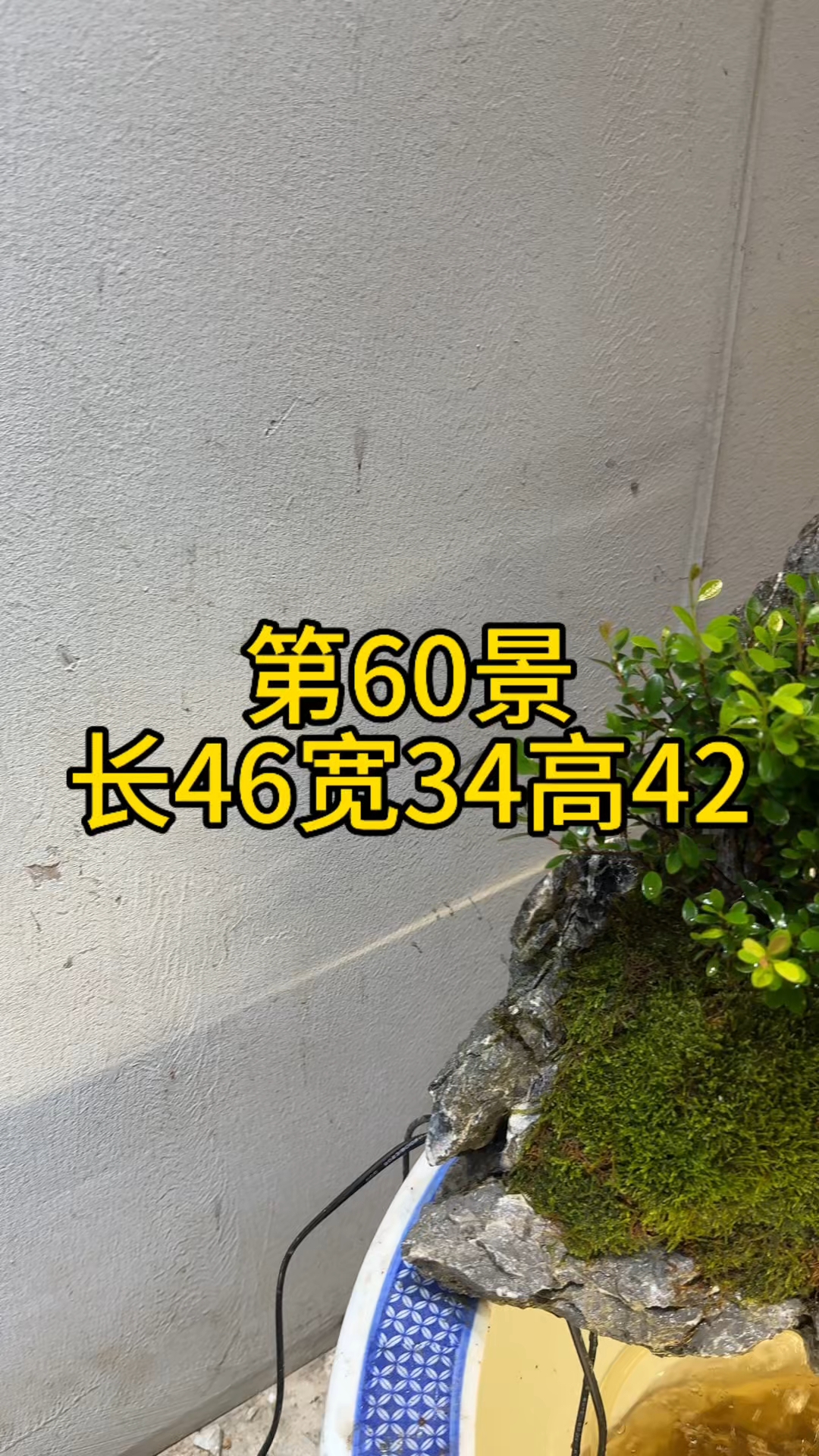 第60景#假山流水景观# #古法养鱼# #古法养鱼鱼缸里的大自然#