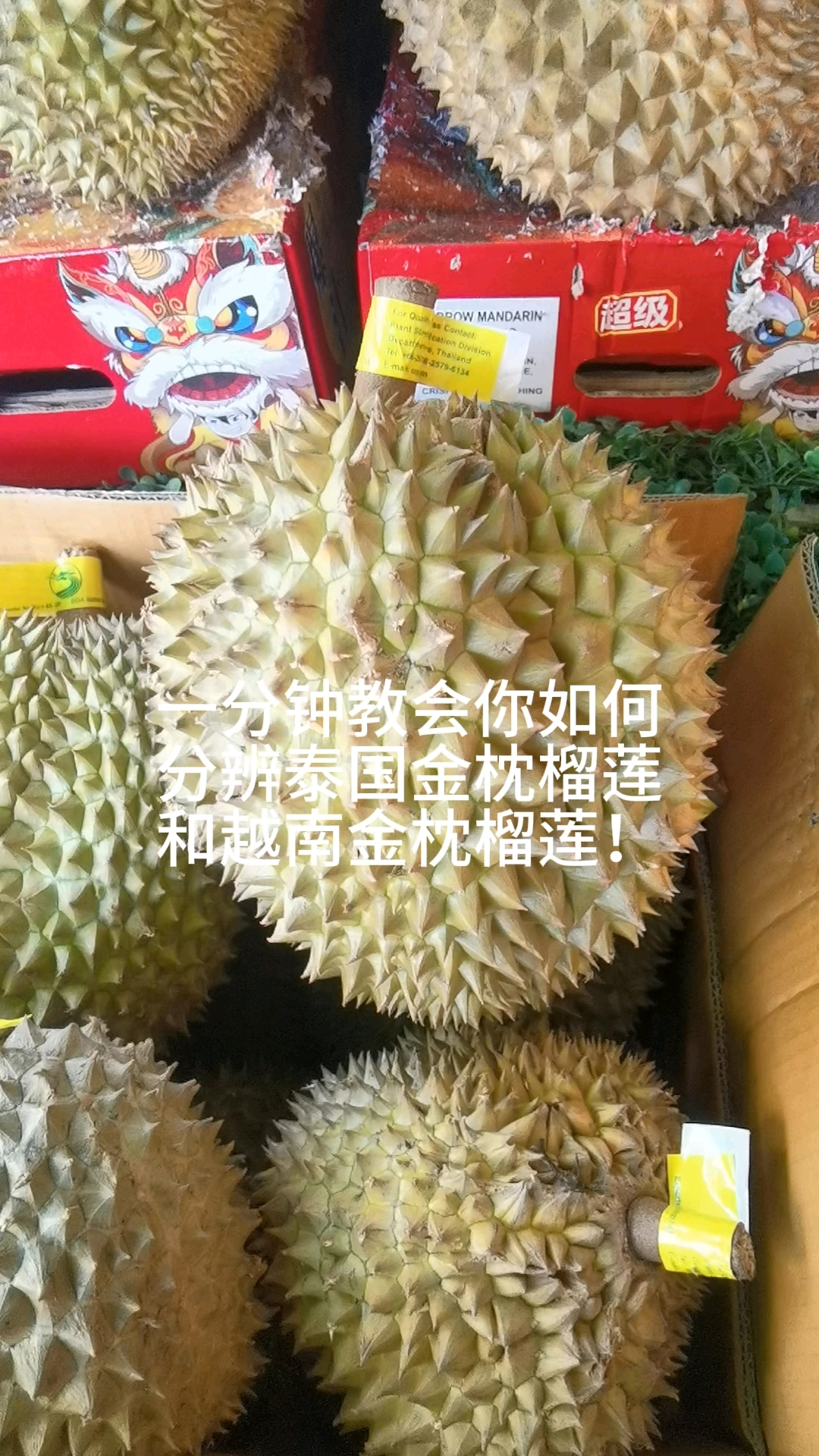 如何分辨泰国和越南金枕榴莲