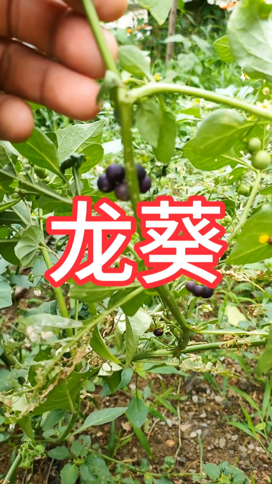 龙葵