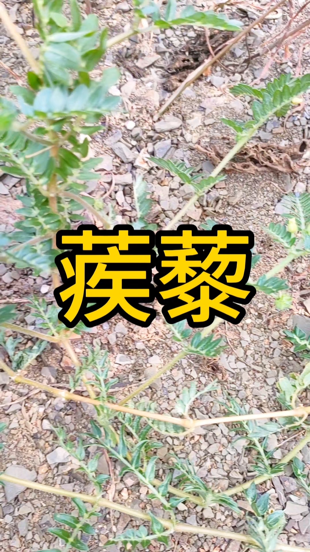 白蒺藜