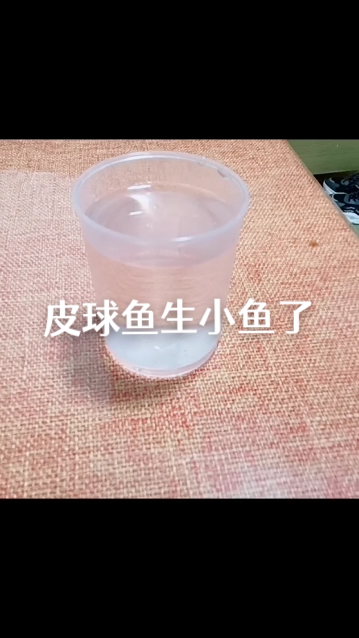 我的皮球鱼生小鱼了