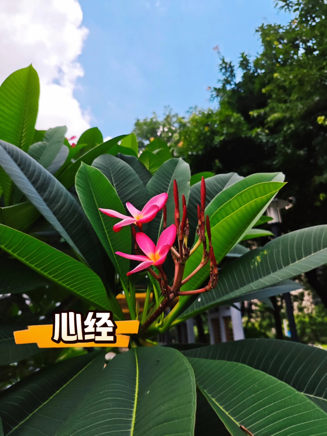 《心经》佛家圣花红鸡蛋花。庄泽峰!