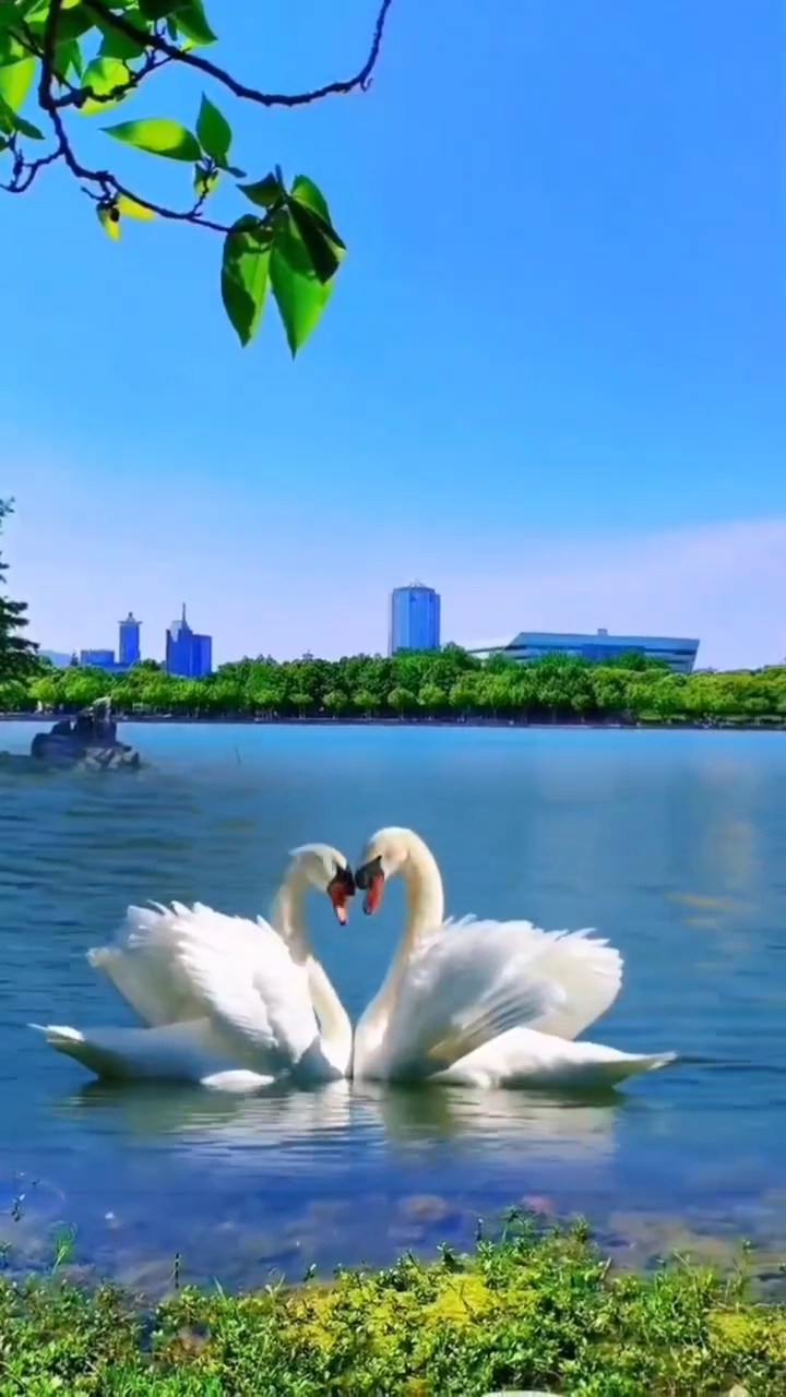 比心的白天鹅,美极了!
